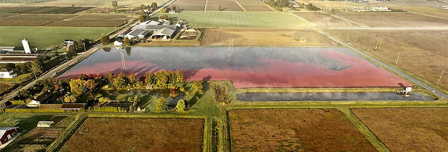 HB - Cranberry Harvest